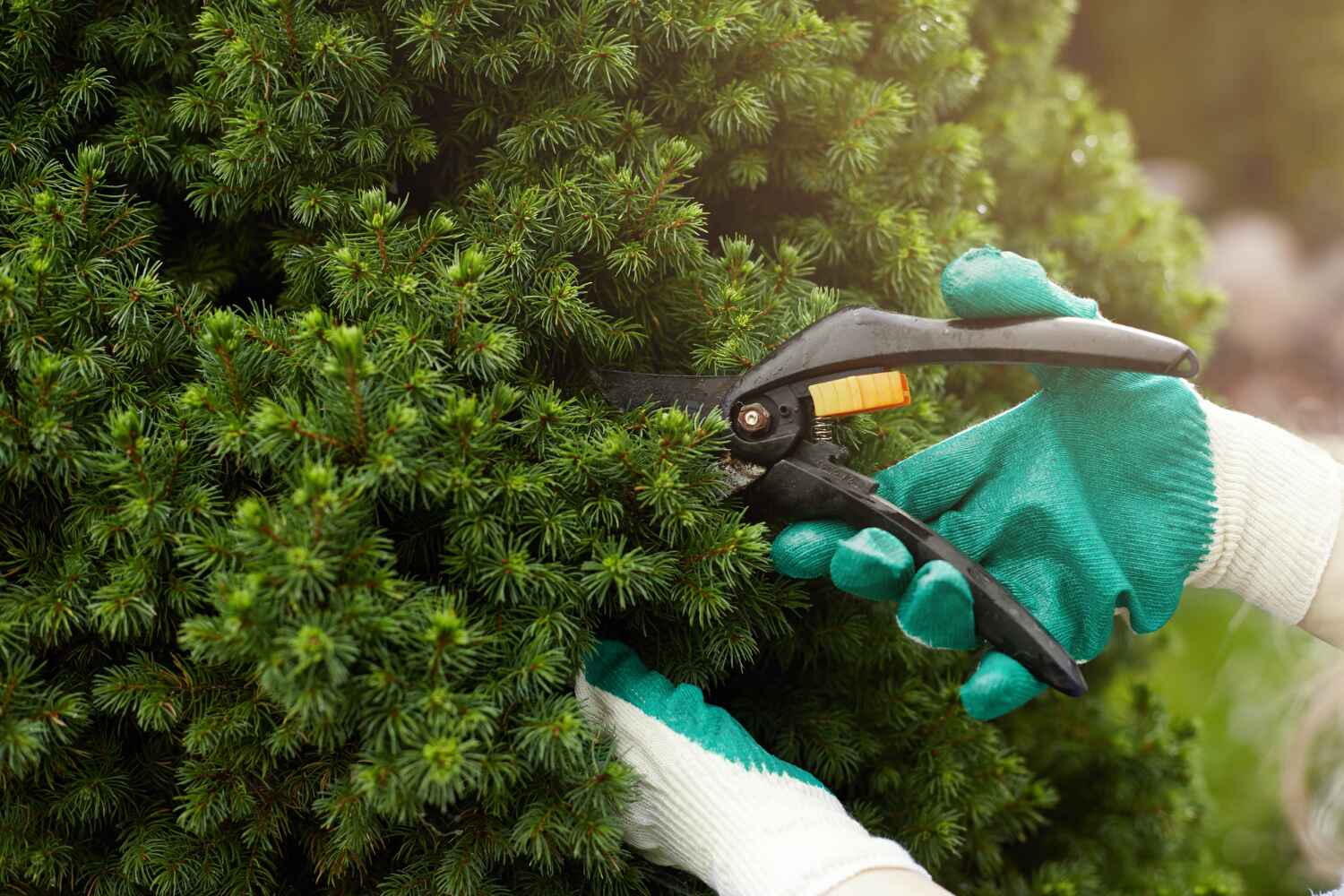 Best Arborist Services Near Me  in Kapn, LA